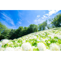 初夏の東京に、奇跡の花景色。「秋川渓谷あじさいまつり2026」開催