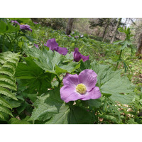 ”山野草の女王”シラネアオイまもなく見頃！「シラネアオイと春の野の花まつり（5/9～17）」本日より開催！（国営滝野すずらん丘陵公園）