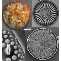 【高校生対象】琵琶湖博物館で「夏の珪藻合宿」を初開催します
