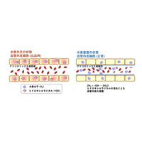水素豊富生理食塩水が出血性ショックの血管内皮を保護し生存率を改善｜MiZ・大阪公立大学 共同研究