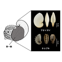 【和歌山高専】「偽貝殻」を持つタコ・カイダコ類の200年間の謎に迫る～生体鉱物の微細構造解析が明らかにした石灰質卵鞘の実態～