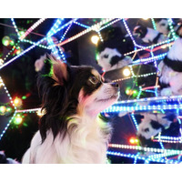 「じっとできない子大歓迎！」犬も飼い主も“無理をしない”撮影体験へ。完全貸切セルフフォトスタジオ「PILI Dog Studio」