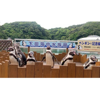 【下田海中水族館】大人気のペンギンイベント再開！～『ペンギンと記念撮影』『ペンギンの餌やり体験』～