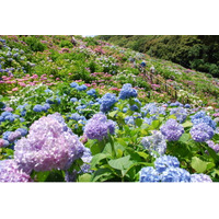 日本の梅雨を愉しむ！形原温泉「あじさいの里」とのコラボ★「レイニー・シーズン・ウィークス (Rainy Season Weeks) 」 6/1～6/30 開催【天下の絶景 ホテル東海園】
