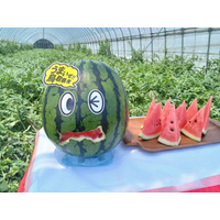 平均重量9.27kg、糖度12.2度　大玉で甘い「鳥取すいか」の季節到来　とっとり・おかやま新橋館で「鳥取すいかフェア」開催