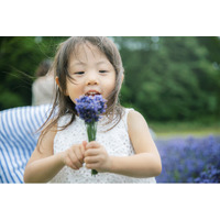 さっぽろ羊ヶ丘展望台でラベンダー無料刈り取り体験イベント開催！(2026年6月26日～7月12日)