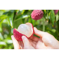 季節限定の贅沢果実 いちごポタジェの「宮崎市産 生ライチ」宮崎市のふるさと納税返礼品として受付開始