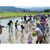 グリーンコープの米生産者の田んぼで「田植え体験」を6月28日(日)に実施