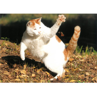 大佛次郎×ねこ写真展2027 作品募集！！