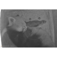 アドベンチャーワールドで８年ぶり、レッサーパンダの妊娠を確認 ～偽妊娠を乗り越え、スタッフと歩んだ１年。新しいいのちへ温かいエールを～