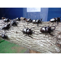 【JAF富山】カブトムシやクワガタを手に取って観察できる体験型イベント「夏休み親子体験！昆虫に触れ合おう！」参加者募集