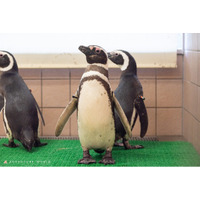 １０種類のペンギンに会える日本唯一のパークへ！マゼランペンギン・フンボルトペンギンが新たに仲間入り
