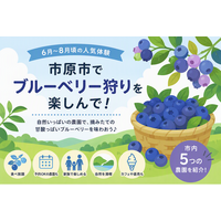 夏のお出かけにぴったり👒”いちはらならでは”のブルーベリー狩り🫐