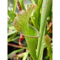 手柄山温室植物園で「食虫植物展」を開催します。