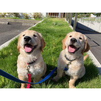 【大募集中！】子犬を育てるボランティア！日本介助犬協会が募集開始