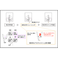 利き手のスイッチを支える脳内メカニズムを解明