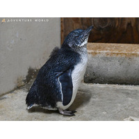 コガタペンギンの赤ちゃんがプール遊泳練習をスタートします★