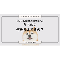 【動物と話せたら？】8割超が選んだのは珍しい動物より「身近な動物の本音」　6,832人に聞いてみた【SEO・AIO時代に効く一次データ・アンケート調査受託】