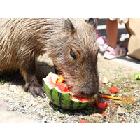 【熱中症対策】カピバラやヤギたちもしっかり水分補給！　～カピバラ＆ヤギのスイカパーティー～【ハーベストの丘】