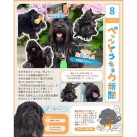 ペットと暮らす毎日をもっと楽しく！「ペッツトウキョウ新聞」8月号を発行