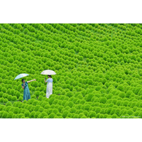 グリーンコキアで、夏だけのフォトタイム（国営ひたち海浜公園）