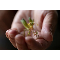 「京都・一休寺の植物をもとにうまれる、想像の『いきもの』展。この場所を大切に思う気持ちを広げたい」クラウドファンディング開始