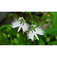 六甲高山植物園 天翔る白鷺（しらさぎ）の如き花 サギソウが開花しました！