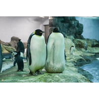 絶滅危惧種のコウテイペンギンの今シーズン初産卵を確認！ ～ 昨年、世界初（当パーク調べ）の有精卵を確認した「人工授精」プロジェクトも継続 ～