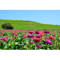 約35万本のジニアが織りなす花風景（国営ひたち海浜公園）