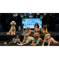 猛暑でも大型犬と快適に遊べる。WHATAWONが室内イベント「ワン上等Fes Summer Party」を8月29日開催