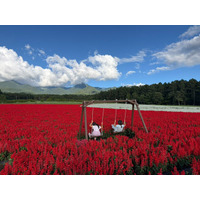 10haの花畑の中に“絶景ブランコ”新登場。八ヶ岳と赤サルビアを一望できる！全メインエリアが満開【八ヶ岳農業大学校「YATZ GARDEN（ヤッツガーデン）」】