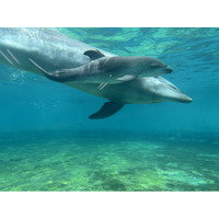 【沖縄美ら海水族館】バンドウイルカの赤ちゃんが誕生！母マールと元気に泳ぐ様子が観察できます