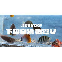 普段は入れない絶景磯場で磯あそび！下田白浜にて２日間限定の生き物いっぱい特別体験