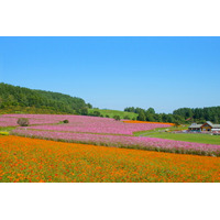 シーズン直前！毎年延べ2000人以上の町民ボランティアに支えられている花畑『太陽の丘えんがる公園コスモス園』～オホーツク遠軽町～