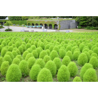 【ふわふわ＆もこもこ】グリーンコキア見頃！（国営滝野すずらん丘陵公園）