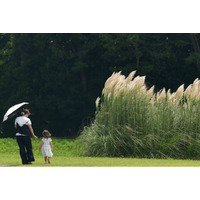 パンパスグラスの花穂が出始めました。（国営ひたち海浜公園）