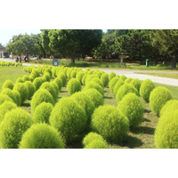 グリーンコキア見頃（国営海の中道海浜公園）
