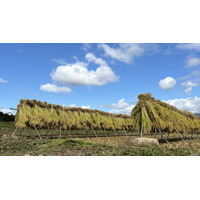 【長野県佐久市】食の未来を考える。農薬不使用・生きもの田んぼでの「稲刈り体験2026」を開催～「ゆうきや」が伝える、お米を選ぶということ～