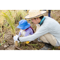 【千葉・香取】親子で土にふれ、鎌で稲を一株ずつ刈る。農園リゾート THE FARMが「稲刈り体験付き宿泊プラン」を9月開催