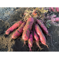 【JAF群馬】10月3日、無農薬農園で「さつまいも掘り体験イベント」をJAF会員向けに初開催！