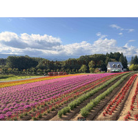 【岐阜・ひるがの高原】シルバーウィークに秋の花畑が見頃！「ひるがの高原 牧歌の里」～９月21日「敬老の日」は65歳以上入園無料～