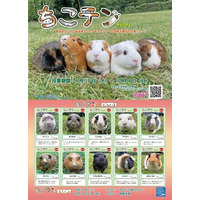 【智光山公園】推しテンジクネズミは誰だ！？ 100頭以上の頂点を決める熱き戦い、智光山公園こども動物園「第4回 ちこテン総選挙」2026年9月19日(土)より開催！