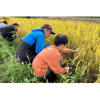 山形県長井市で米と枝豆の収穫体験　餅つきや芋煮でまるごと味わう産地の実り10月3日（土）4日（日）〔東京〕