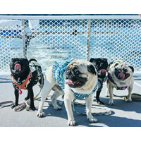 10月毎週金曜「ペットクルーズ」開催！愛犬と三方五湖の湖上散歩へ。