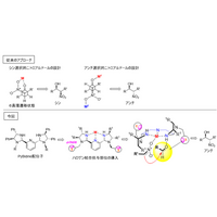 医薬品の効率的な合成に期待―脂質などに広く存在するアミノアルコールの供給へ―