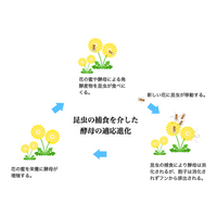 栄養が豊富でも、あえて胞子をつくる野生酵母