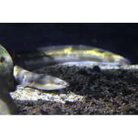 まるでバナナ!?黄色のまだら模様が美しいニホンウナギを四国水族館で展示中