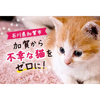 【石川県加賀市】「不幸な猫」をゼロに。177頭を支援しても終わらない地域課題に、ふるさと納税で挑む