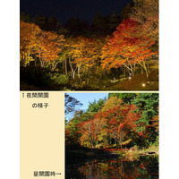 【六甲高山植物園】「紅葉」ひと足早く、まもなく見頃！ ～10/31（土）から11/15（日）は、夜間延長営業～